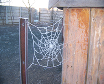 Frozen Spider Web