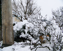 White Snow